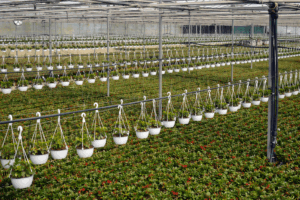 Bienvenidos al blog de Vivers Sendra